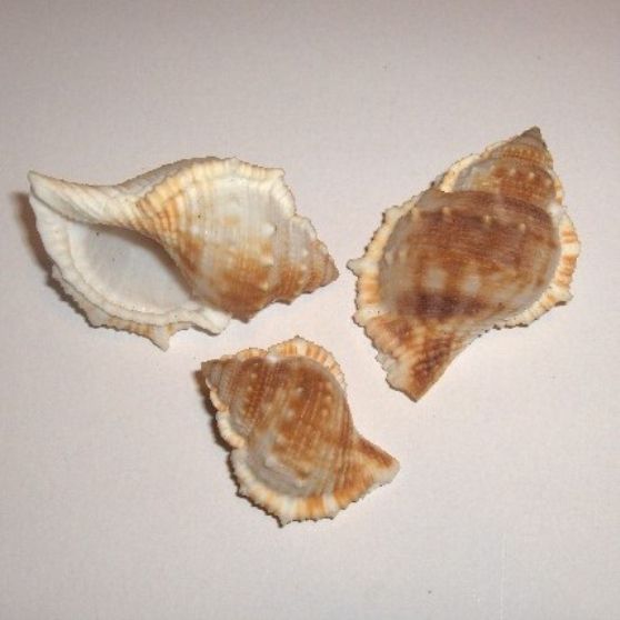 BURSA SPINOSA
