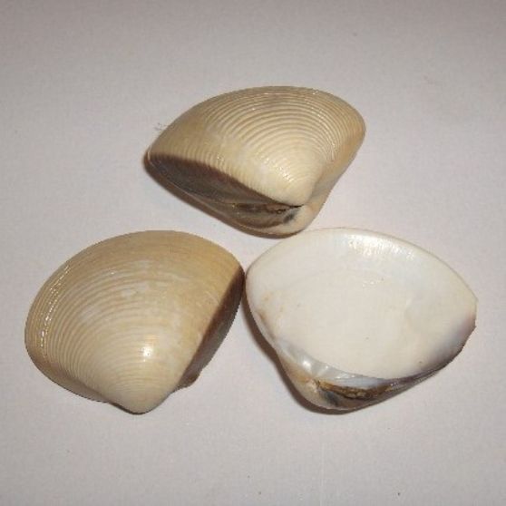 BALESA