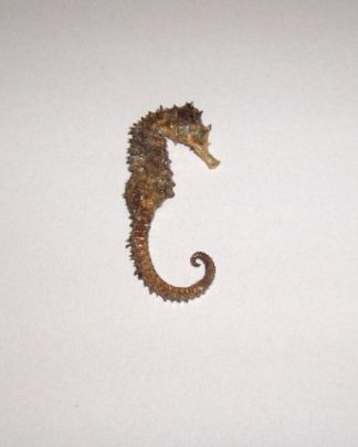CAVALO MARINHO