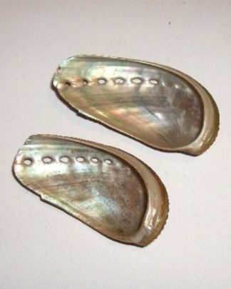 HALIOTIS POLIDA