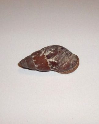 HELICOSTILA