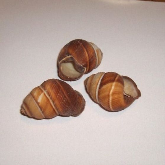 HELICOSTYLA VIRIDOSTRATA
