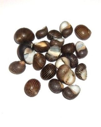 NERITINA COROMANDELIANA