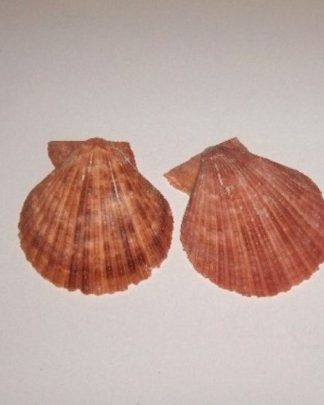Concha Pecten Coral 6-7cm