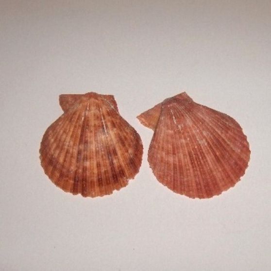 Concha Pecten Coral 6-7cm
