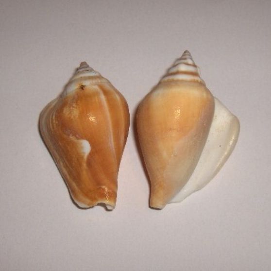 STROMBUS CANARIUM