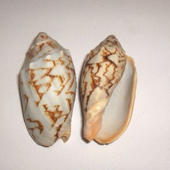 VOLUTA VESPERTILIO