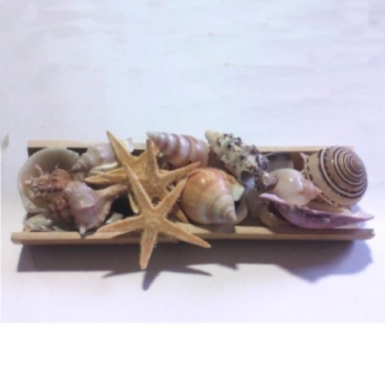BAMBU COM CONCHAS