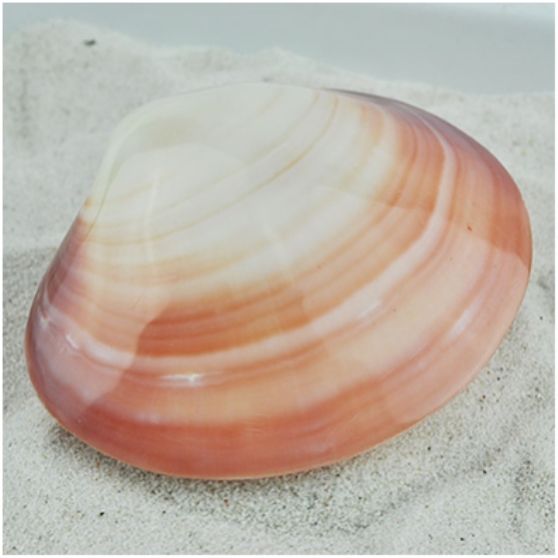 Concha Codakia Tigerina