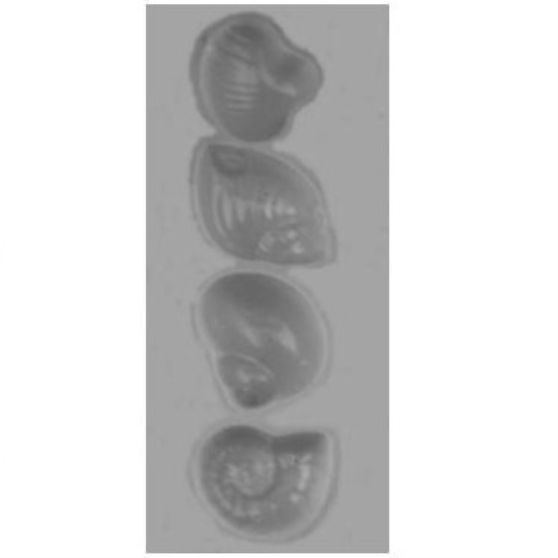 BUZIOS PEQUENOS pvc14