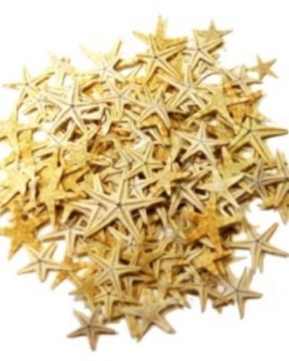 Estrelas do Mar 1-3 cm - Mini