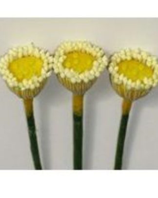 PISTILO FLOR LOTUS