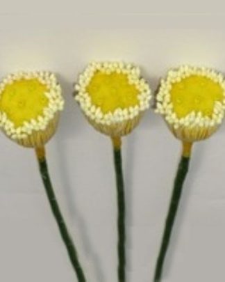 PISTILO LOTUS