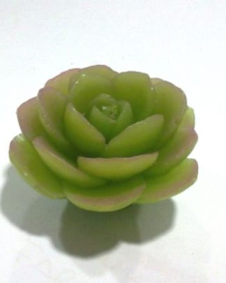 ROSA DO EGIPTO