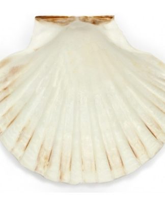 Concha para batizado Pecten 9-11 - Vieira